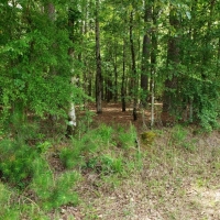 Riverfront Hunting Land For Sale in Northeast LA images 5