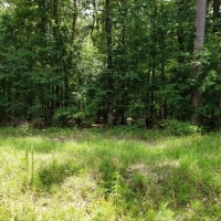 Riverfront Hunting Land For Sale in Northeast LA images 6