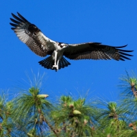 Wild Lakes Ranch in Weirsdale  Florida images 6