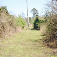 Cabin  72 Acres Hunting Land for Sale Jasper Co  MS images 4