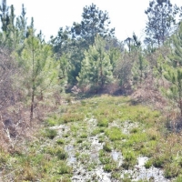 Cabin  72 Acres Hunting Land for Sale Jasper Co  MS images 5
