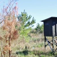 Cabin  72 Acres Hunting Land for Sale Jasper Co  MS images 6
