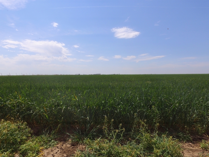 Baylor Co TX 2 246 Acres featured image