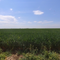 Baylor Co TX 2 246 Acres