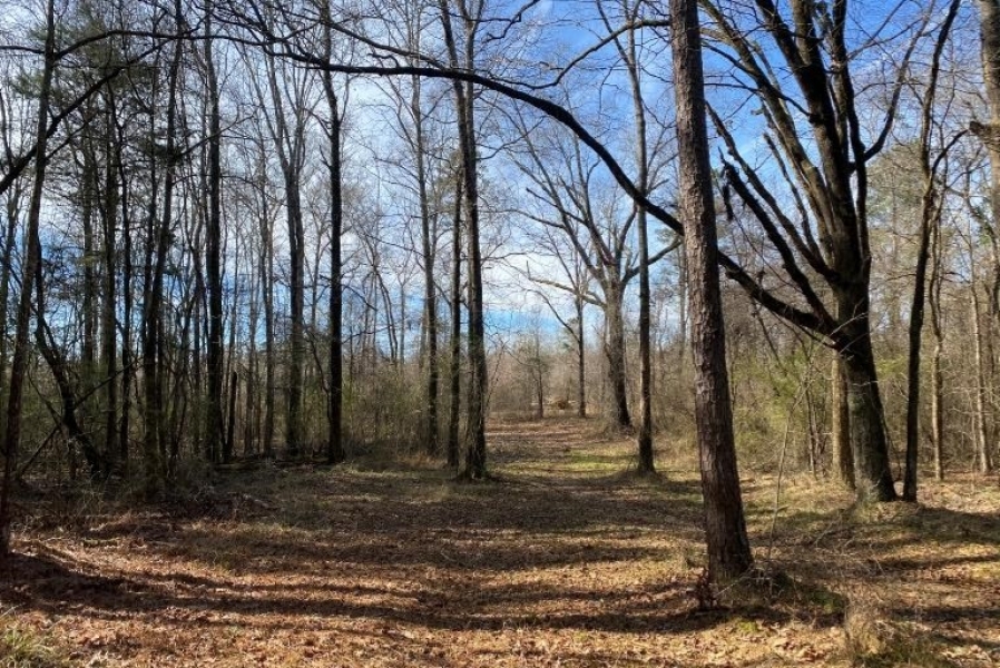 196.82 Acres in Madison County in Camden  MS featured image