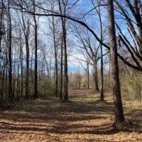 196.82 Acres in Madison County in Camden  MS
