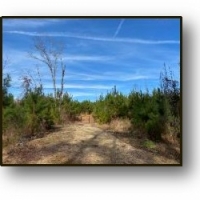 196.82 Acres in Madison County in Camden  MS images 5