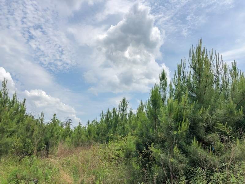 151 Acres &nbsp; Hwy 69 featured image