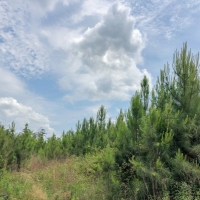 151 Acres &nbsp; Hwy 69