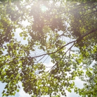 351 Acres &nbsp; Timber Switch Road