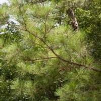 351 Acres &nbsp; Timber Switch Road images 3