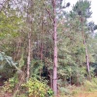 64 Acres Residential Development for Sale Forrest Co  MS images 2