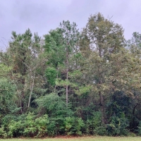 64 Acres Residential Development for Sale Forrest Co  MS images 4