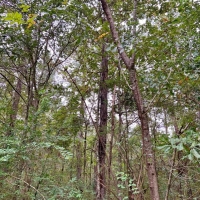 64 Acres Residential Development for Sale Forrest Co  MS images 6
