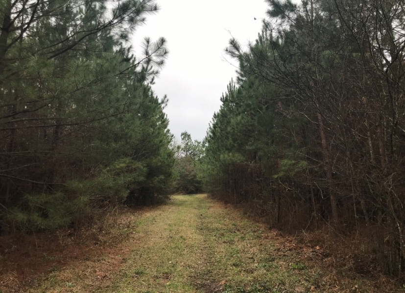 113 Acres in Jefferson Davis County in Prentiss  MS featured image