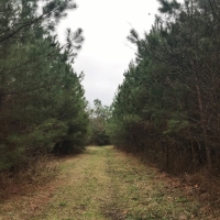 113 Acres in Jefferson Davis County in Prentiss  MS