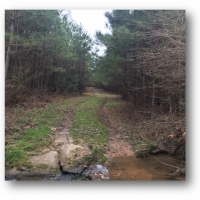 113 Acres in Jefferson Davis County in Prentiss  MS images 3