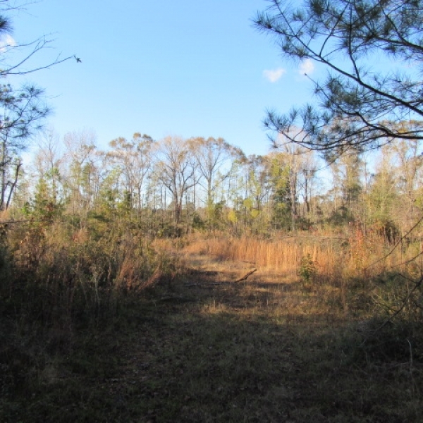 16 Acres- West side of Garner Rd. featured image