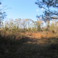 16 Acres- West side of Garner Rd. images 1