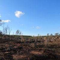 16 Acres- West side of Garner Rd. images 2