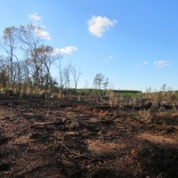 16 Acres- West side of Garner Rd. images 3