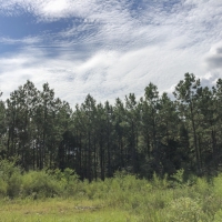 126 Acres &nbsp; Cleveland &nbsp; Worsham images 4