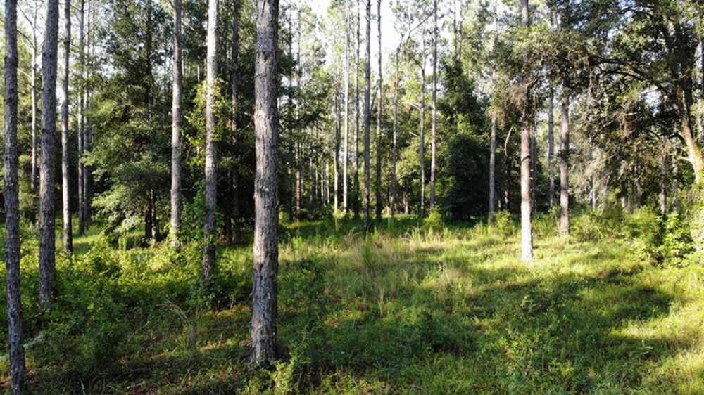 Floral City 31 Acres featured image