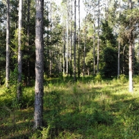 Floral City 31 Acres