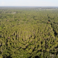 Floral City 31 Acres images 2