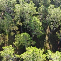 Floral City 31 Acres images 3