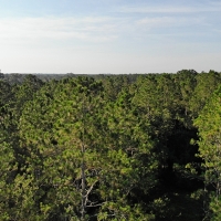 Floral City 31 Acres images 4