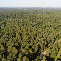 Floral City 31 Acres images 5