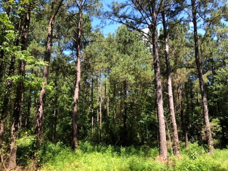 77 wooded acres in NPSD featured image