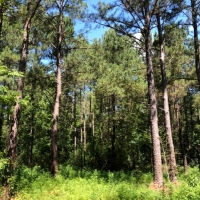 77 wooded acres in NPSD
