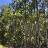 77 wooded acres in NPSD images 3