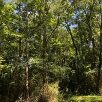 77 wooded acres in NPSD images 4