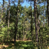 77 wooded acres in NPSD images 5