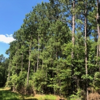 77 wooded acres in NPSD images 6