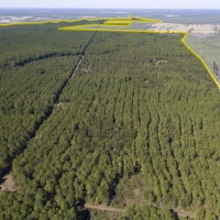 194 Acres &nbsp; Bo Brown Rd &nbsp; Tract 3 images 3