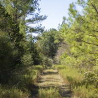 194 Acres &nbsp; Bo Brown Rd &nbsp; Tract 3 images 4