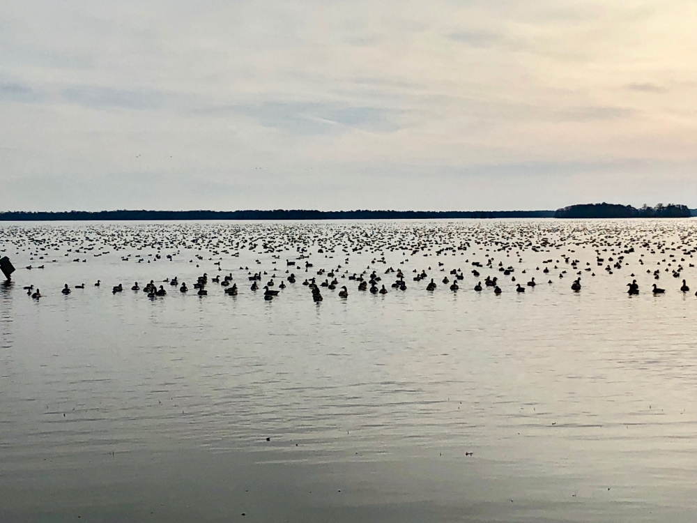 Premier Hunting Property for sale in Hyde County  NC Waterfowl &nbsp; Big game featured image