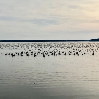 Premier Hunting Property for sale in Hyde County  NC Waterfowl &nbsp; Big game