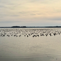 Premier Hunting Property for sale in Hyde County  NC Waterfowl &nbsp; Big game images 3