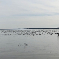 Premier Hunting Property for sale in Hyde County  NC Waterfowl &nbsp; Big game images 2