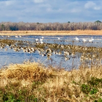 Premier Hunting Property for sale in Hyde County  NC Waterfowl &nbsp; Big game images 5