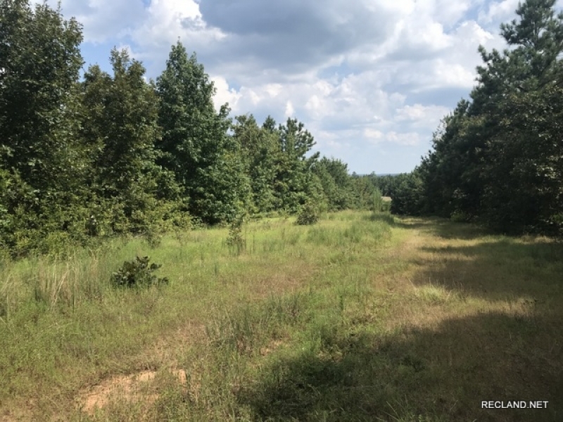 40 ac - Timberland for Hunting featured image