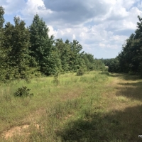 40 ac - Timberland for Hunting