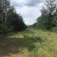 40 ac - Timberland for Hunting images 2