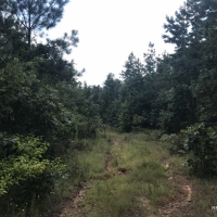 40 ac - Timberland for Hunting images 3