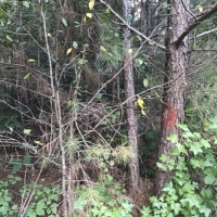 40 ac - Timberland for Hunting images 4